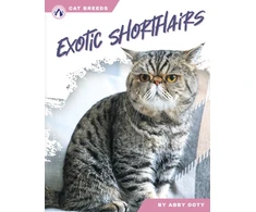 KNYGA Abby Doty Exotic Shorthairs