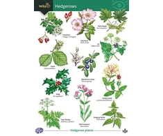 KNYGA Bookshop Guide to Hedgerows