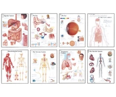 KNYGA Bookshop Human Anatomy Chart Pack