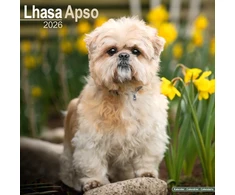 KNYGA Bookshop Lhasa Apso Calendar 2026 Square Dog Breed Wall Calendar - 16 Month