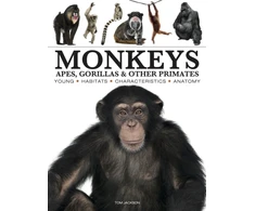 KNYGA Bookshop Monkeys