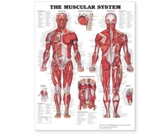 KNYGA Bookshop Muscular System Giant Chart