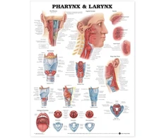 KNYGA Bookshop Pharynx &amp; Larynx Anatomical Chart