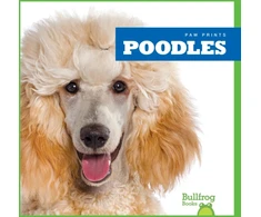 KNYGA Bookshop Poodles