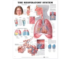 KNYGA Bookshop Respiratory System Anatomical Chart