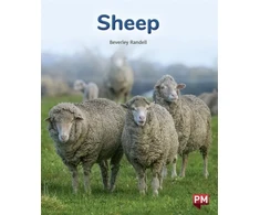 KNYGA Bookshop SHEEP