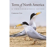 KNYGA Cameron Cox Terns of North America