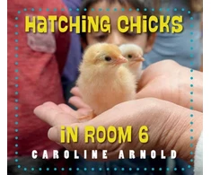 KNYGA Caroline Arnold Hatching Chicks in Room 6