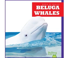 KNYGA Chanez Beluga Whales