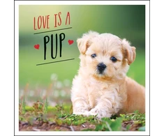 KNYGA Charlie Ellis Love is a Pup