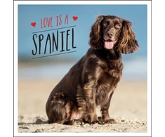 KNYGA Charlie Ellis Love is a Spaniel