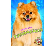 KNYGA Domini Brown Pomeranians