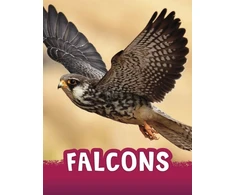 KNYGA Jaclyn Jaycox Falcons