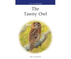 KNYGA Jeff Martin Tawny Owl