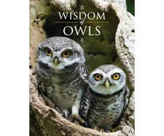 KNYGA Lisa Purcell Wisdom of Owls