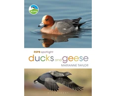 KNYGA Marianne Taylor RSPB Spotlight Ducks and Geese
