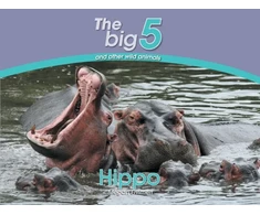 KNYGA Megan Emmett Hippo
