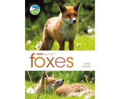KNYGA Mike Unwin RSPB Spotlight: Foxes