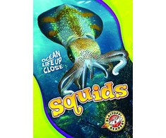 KNYGA Nathan Sommer Squids