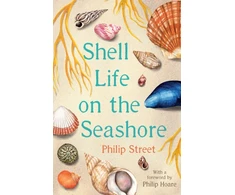 KNYGA Philip Street Shell Life on the Seashore