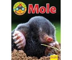 KNYGA Ruth Owen Wildlife Watchers: Mole