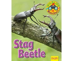 KNYGA Ruth Owen Wildlife Watchers: Stag Beetle