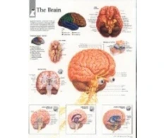 KNYGA Scientific Publishing Brain Paper Poster