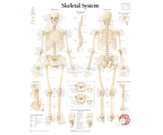 KNYGA Scientific Publishing Skeletal System Laminated Poster