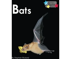 KNYGA Stephen Rickard Bats