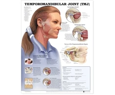 KNYGA Temporomandibular Joint (TMJ) Anatomical Chart