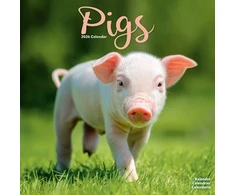 KNYGA Bookshop Pigs Calendar 2026 Square Farm Animal Wall Calendar - 16 Month