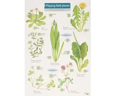 KNYGA Bookshop Playing Field Plants