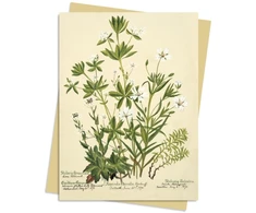 KNYGA Bookshop RBGE: Charlotte Cowan Pearson: Stitchworts, Woodruff and Pepperwort Greeting Card Pack