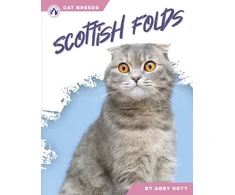 KNYGA Bookshop Scottish Folds
