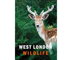 KNYGA Ian Alexander West London Wildlife