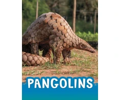 KNYGA Jaclyn Jaycox Pangolins