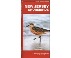 KNYGA James Kavanagh New Jersey Shorebirds