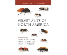 KNYGA Kevin A Williams Velvet Ants of North America