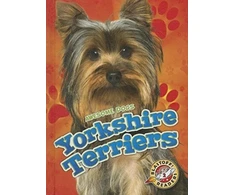 KNYGA Mari C Schuh Yorkshire Terriers