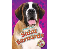 KNYGA Nathan Sommer Saint Bernards