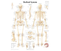 KNYGA Scientific Publishing Skeletal System Paper Poster