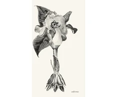 KNYGA Xxxxx Xxxxx wild irises