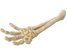 ebi SKELET ARM 27x9x4 cm