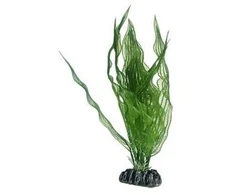 HOBBY Aquaristik Aponogeton 25 cm plastikinis