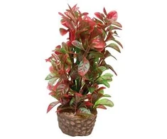 Hobby Aquaristik HOBBY Dirbtinė akvariumo augalų dekoracija „Flora Stone“