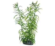 HOBBY Aquaristik Heteranthera 25 cm HOBBY