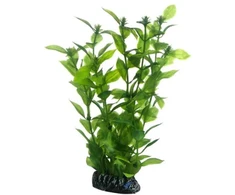 HOBBY Aquaristik Hygrophila 20 cm Hobby