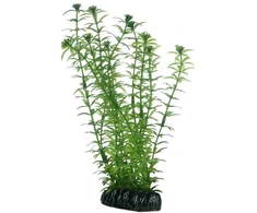 Hobby Aquaristik Lagarosifonas 20 cm plastikinis