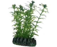Hobby Aquaristik Lagarosifonas 7 cm plastikinis