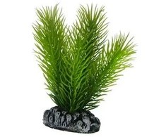 HOBBY Aquaristik Mayaca 7 cm plastikas HOBBY